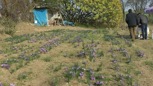 Emeklilikten sonra dikti zengin oldu! Safran soğanının kilosu ne kadar?-3