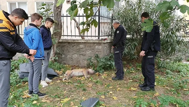 Bursa'nın Gemlik ilçesinde boğazı kesilmiş köpek faciası-2