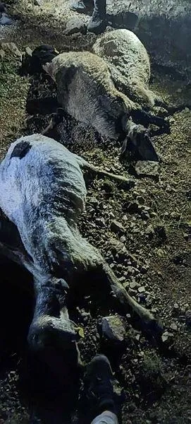 Van'da üzücü olay! 3 ayrı noktaya düşen yıldırım nedeniyle 63 koyun telef oldu-1