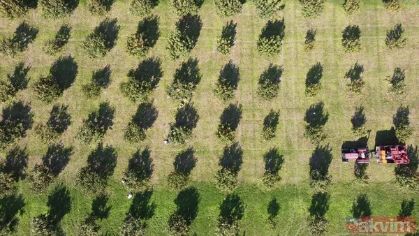 Cennet hurmasında yaş olanın fiyatı 6 kuru olanın fiyatı 50 TL! Almanlar kuru Ruslar yaş tercih ediyor - 4