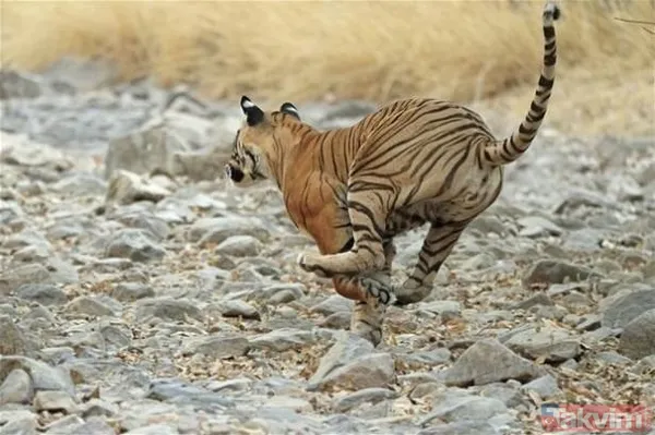 Kaplan akşam yemeği için ayıyı seçti fakat... Vahşi doğada Kaplan ile ayının şoke eden kavgası kapışması! - 47