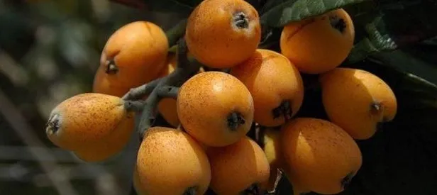 Çiftlerin tercihi Malta eriği