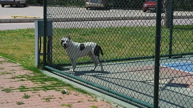 İzmir'de tasmasız pitbull dehşet saçtı! Isırdığı köpeği zor kurtardılar: Vatandaşlar panikte-3