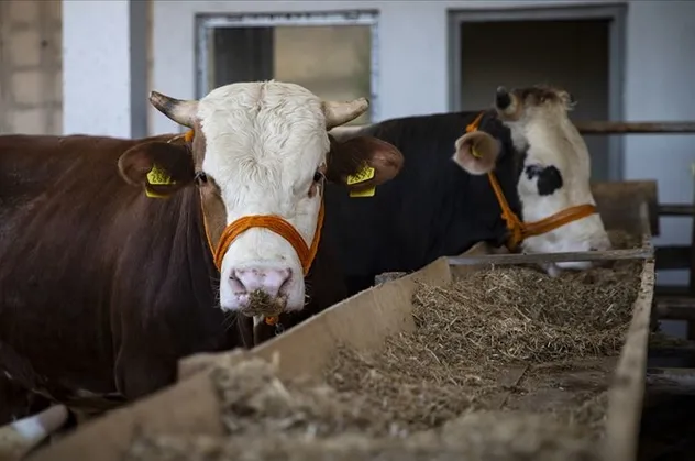 Kurban pazarlarında son durum ne? Kurban Bayramı'na günler kala hareketlilik arttı