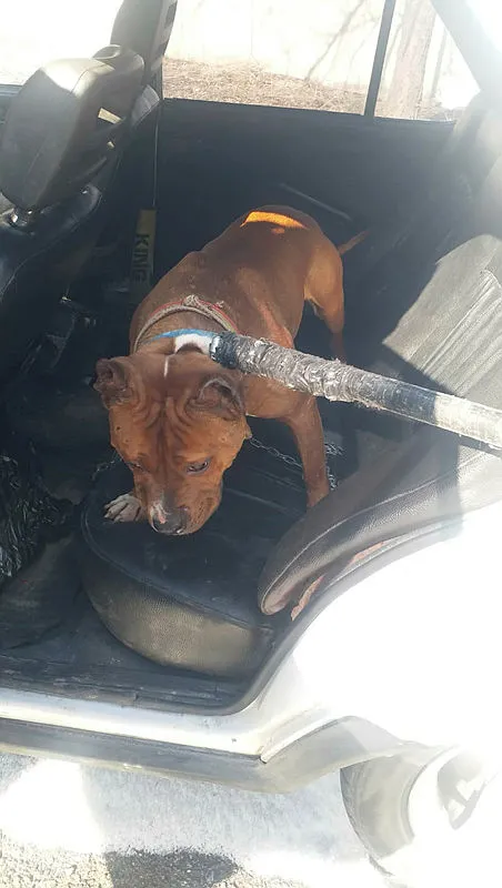 mahalleliden-pitbull-ihbari-14-bin-982-tl-ceza-kesildi-1645181779225.jpg