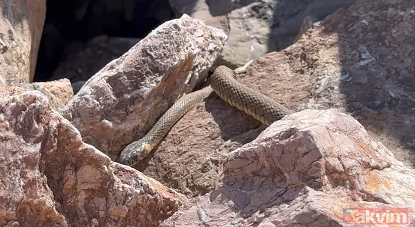 Brezilya'nın 'Yılan Adası' değil Türkiye! Sürü halinde güneşlendiler - 6