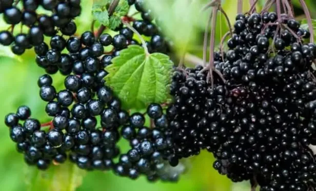 kara-murver-cayi-faydalari-neler-kara-murver-cayi-neye-iyi-gelir-nasil-yapilir-1655729408765.jpeg Kara Mürver çayı neye iyi gelir, nasıl yapılır? Kara Mürver çayı faydaları neler?-4