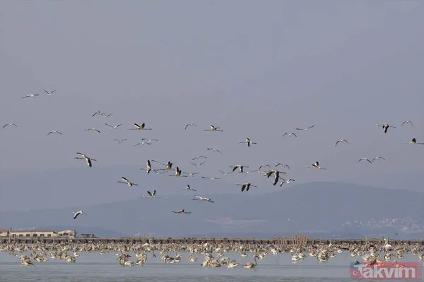 Minik allı turnalar (flamingolar) uçmayı İzmir Kuş Cenneti'ndeki doğal kreşte öğreniyorlar - 33