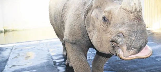 Devlerin aşkı büyük olur!