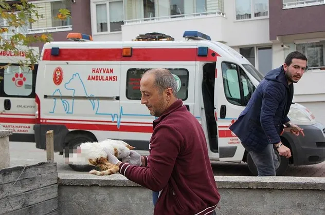 Bolu'da ayakları kopuk kedi vahşeti