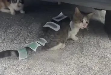 İnsanlık dışı olay! Sokak kedisine ağda bandı işkencesi