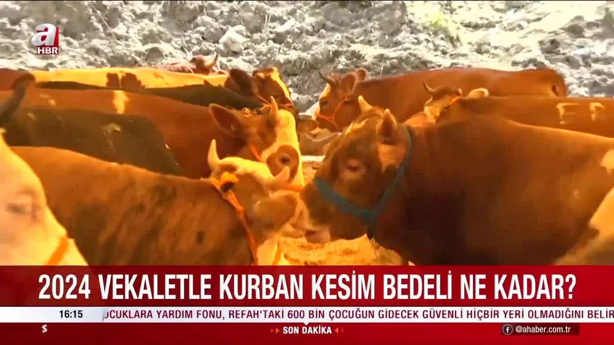 2024 kurbanlık fiyatları ne kadar?