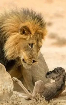 İşte en iyi vahşi yaşam fotoğrafları