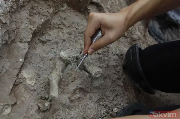 Çankırı'da 8,5 milyon yıllık fosil bulundu! - 14