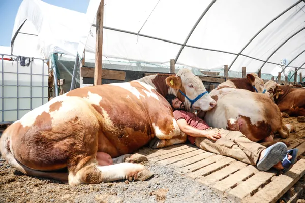 kurban-bayrami-icin-eruzurumdan-istanbula-getirdigi-bogasiyla-uyuyor-1626336459173.jpg Kurban Bayramı için Erzurum'dan İstanbul'a getirdiği boğasıyla uyuyor-11