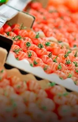 Rusya ile "domates kotası zirvesi" yarın! Bakan Pekcan da katılacak