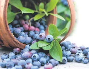 Yaban mersini enfeksiyonun çaresi