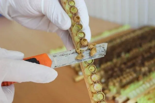 Kilogramı 4 bin TL'den satılıyor-5