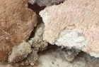 Ankara Halk Ekmek’te bir skandal daha: Mansur Yavaş halk sağlığı ile oynamaya devam ediyor! Bakterili unları ASKİ deposunda saklamış