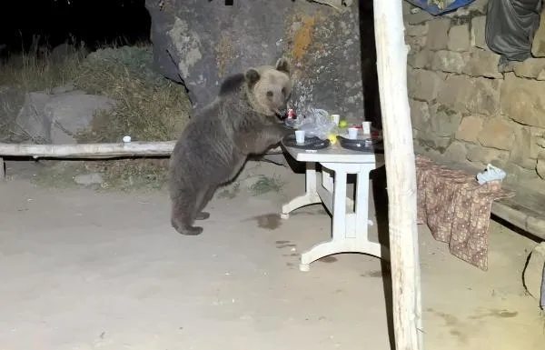 ayilar-piknigi-basti-masayi-birakip-kactilar-1701160927842.jpeg Ayılar pikniği bastı! Masayı bırakıp kaçtılar-2
