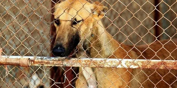 save-a-dog-bagisi-nedir-ne-demek-instagramda-save-a-dog-kampanyasina-bagis-nasil-yapilir-amaci-ne-1623419408221.jpg Save a dog bağışı nedir? Instagram 'Save A Dog' bağışı nasıl yapılır? Yulin köpek yeme festivali nerede yapılacak?-2