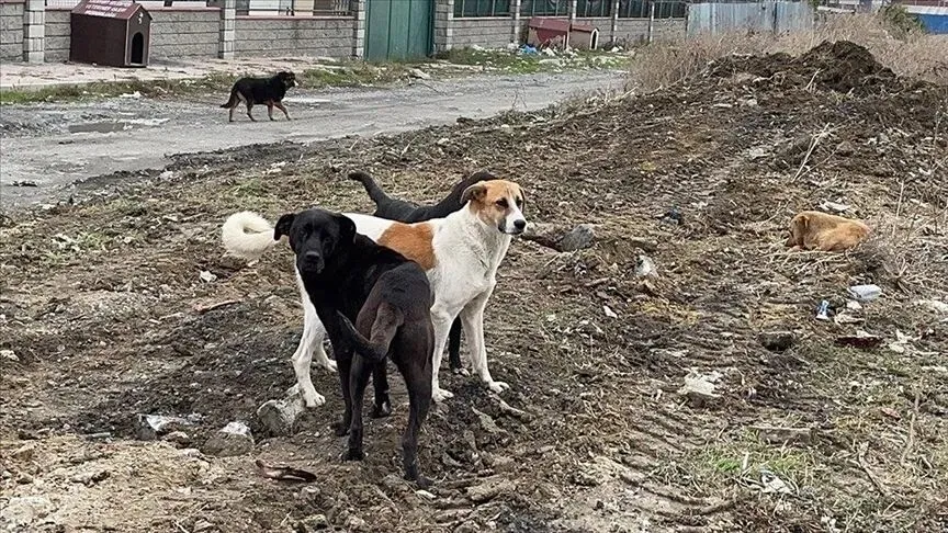 1784493836751.jpeg Sahipsiz köpekler 6 ay içinde barınaklara toplanacak: "Görevini yapmayan belediyelere acımak yok"-5