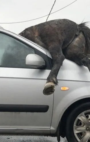 İstanbul’da korkunç kaza: 3 at telef oldu