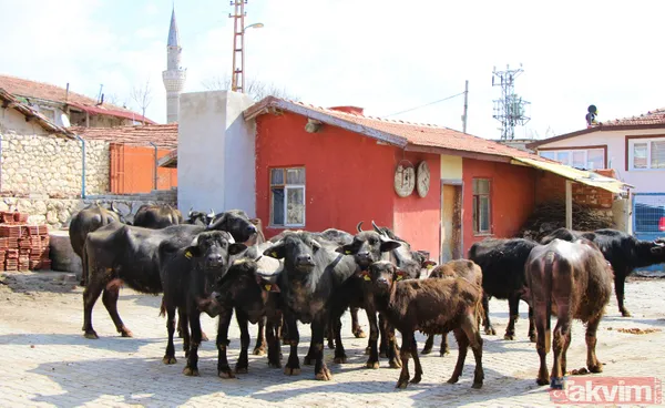 Başkan Erdoğan 'manda yoğurdu yiyorum' dedi! Eskişehir İnönü ilçesinin telefonları kilitlendi - 10