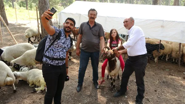 osmaniyede-5-boynuzlu-kurbanlik-kocla-herkes-fotograf-cektirmek-istiyor-1625815166403.jpg