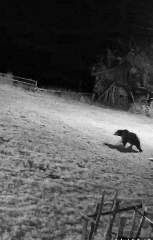 Kastamonu'da bahçeye giren domuzları ayı kovaladı