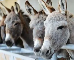 Başlıyor! 100 gramı 200 TL’den satılacak