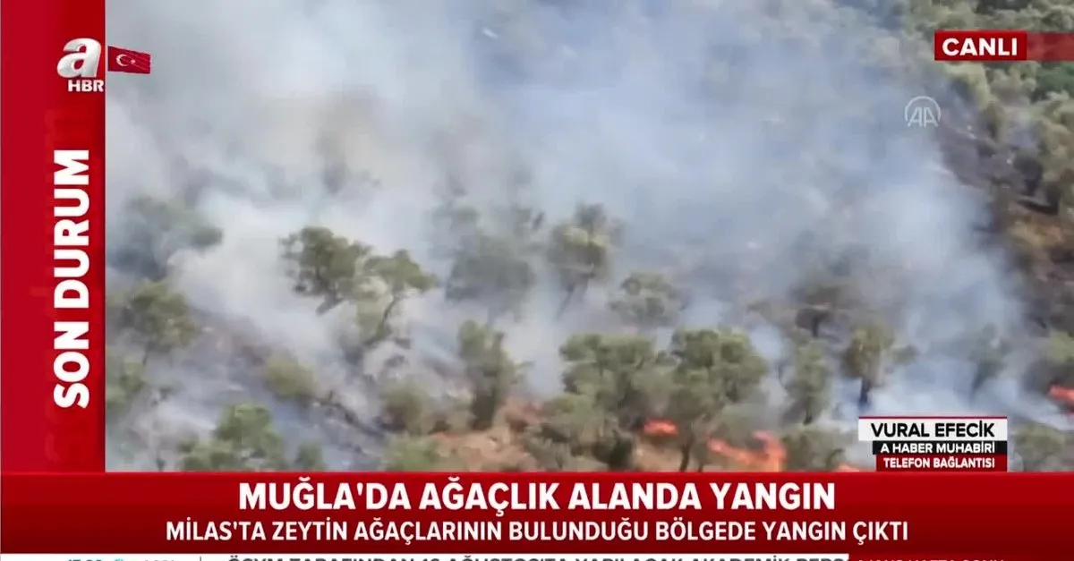 Son Dakika Mugla Milas Da Zeytinlik Alanda Yangin Takvim