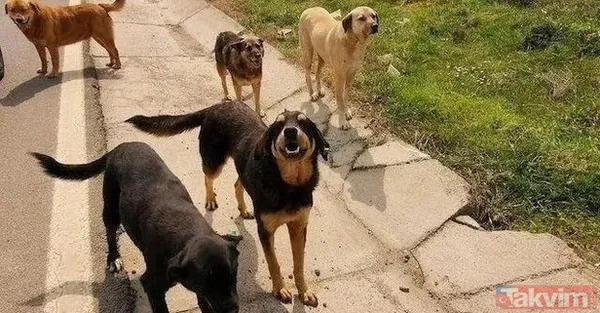 'Köpekperest' provokasyonda FETÖ izi! Başrolde başıboş tetikçi Cevheri Güven: Mama lobisine taktik, küstah tehdit - 19