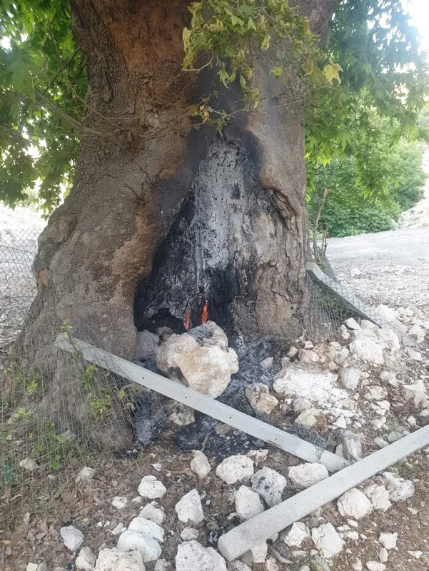 Asırların deviremediği çınarı ateşe verdiler-2
