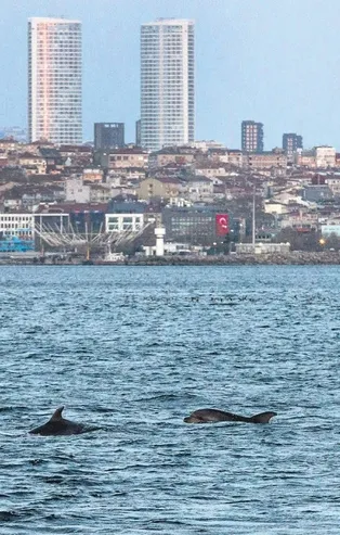Sarayburnu yunus festivali