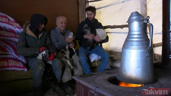 Dondurucu soğukla mücadele! Kuzulara soba başında biberonla bakıyorlar - 1