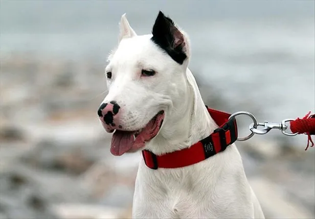 American Staffordshire Terrier ve American Bully ırkı köpekler de 'tehlike arz eden hayvan' olarak belirlendi-4