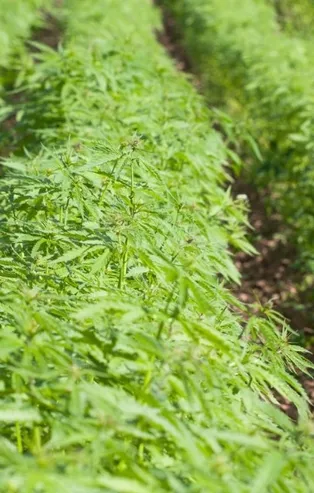 Yerli kenevir hasada hazır