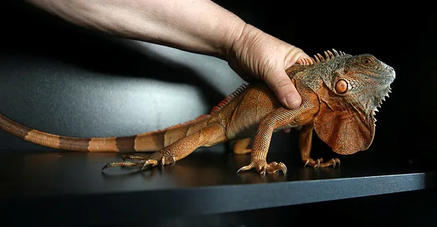 Düzce’de caminin deposunda bulundu! Görenler şaşkına döndü