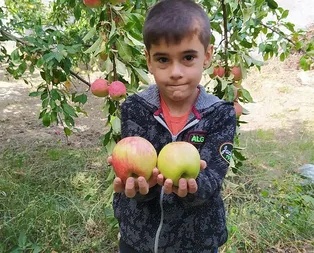 6 ay çürümeden tazeliğini koruyor! Sadece o ilde yetişiyor