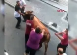 İstanbul'da kaçak boğa operasyonu