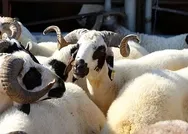 Kurban ne zaman, nasıl kesilir? Kurban en son ne zaman kesilir? Arefe günü kurban kesilir mi?