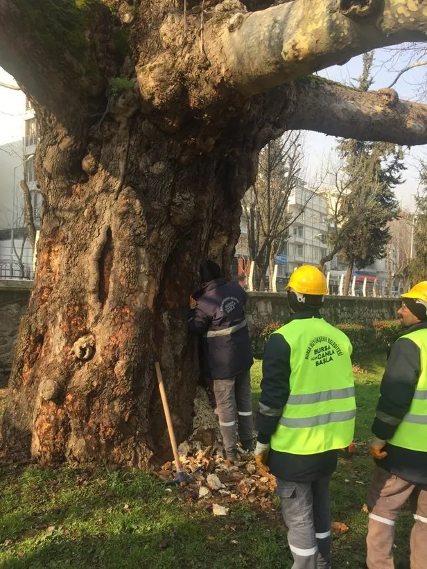 ibb-tarihi-cinarlari-keserken-bursa-buyuksehir-belediyesinin-433-yillik-cinarlarin-bakimini-surduruyor-1647529129615.jpeg İBB tarihi çınarları keserken, Bursa Büyükşehir Belediyesi 433 yıllık çınarların bakımını sürdürüyor!-5