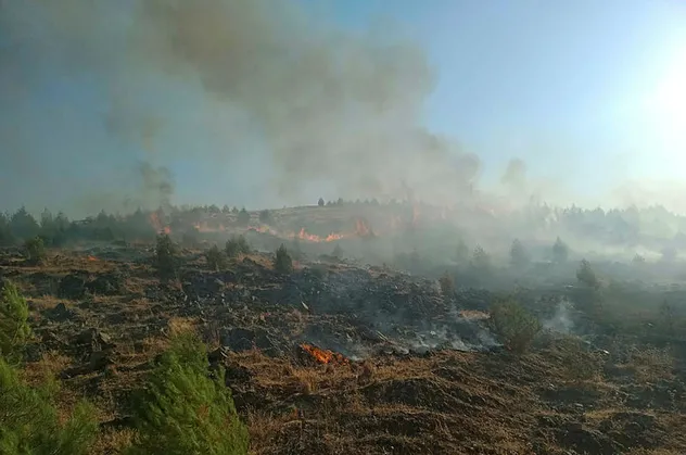 Gaziantep'te ormanlık alanda yangın!