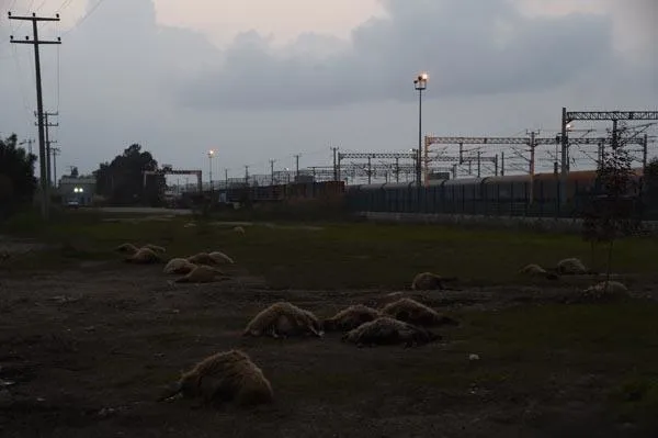 İki dakikada 31 hayvan telef oldu!-4