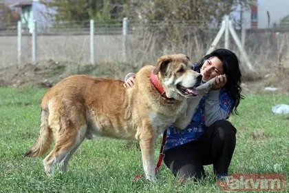 Aydın’da sokakta perişan halde bulunan köpek 14 kilodan 65 kiloya çıktı