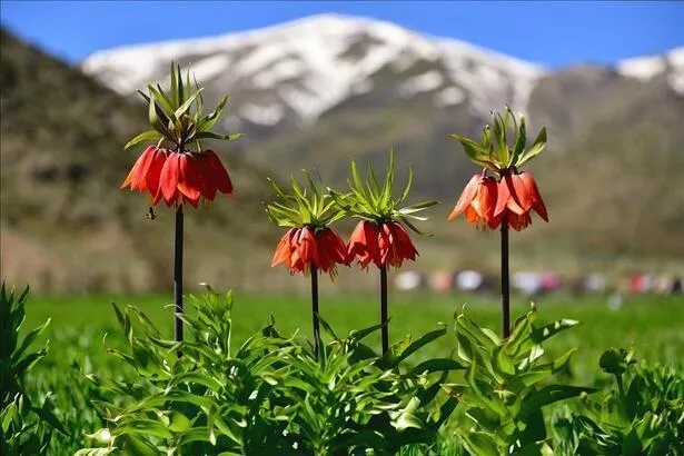 cemre-ne-zaman-dusecek-2021-cemre-tarihleri-ilk-cemre-nereye-dusecek-1613759650094.jpg 3. cemre ne zaman düşecek 2021? Cemre nedir, toprağa düştü mü?-2