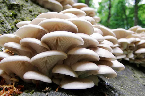 televizyonda-gorup-evde-bunu-yapti-aylik-kazanci-ise-dudak-ucuklatti-tam-45000-tl-kazaniyor-1613885176768.jpg Paraya para demiyor! Aylık kazancı ise dudak uçuklattı! Televizyonda görüp evde bunu yaptı! Tam 45.000 TL kazanıyor-3