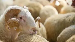 kurban-kesim-bedelleri-2023-diyanet-vekaletle-1684762003785.jpg KURBAN KESİM BEDELLERİ 2023! Diyanet Kurbanlık fiyatları ne kadar, kaç TL oldu? Büyükbaş, küçükbaş: Koyun, keçi, sığır, kuzu...-6