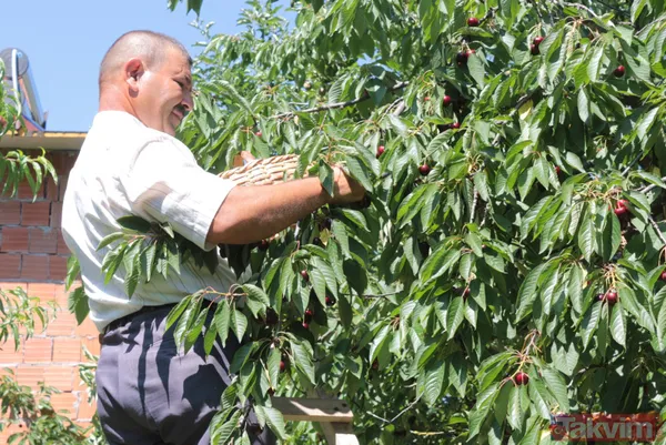 Balıkesir Bigadiç'te 650 rakımlı mahallede yetişen kirazın kilosu bahçede 2 lira pazarda 15 lira - 13